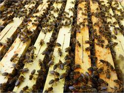 Beekeeping Plattner Hannes