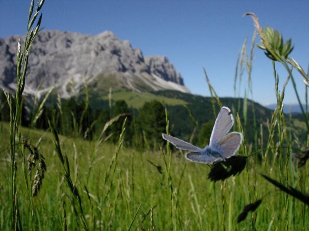 Sommerwanderung: Antermoia - Alfarëi - Lüsner Joch