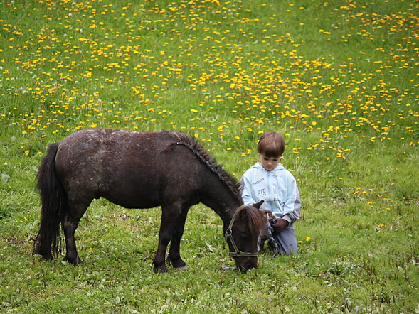 Pony