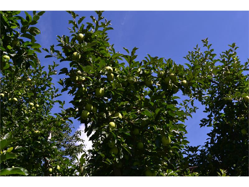 Apfelbäume- Garten