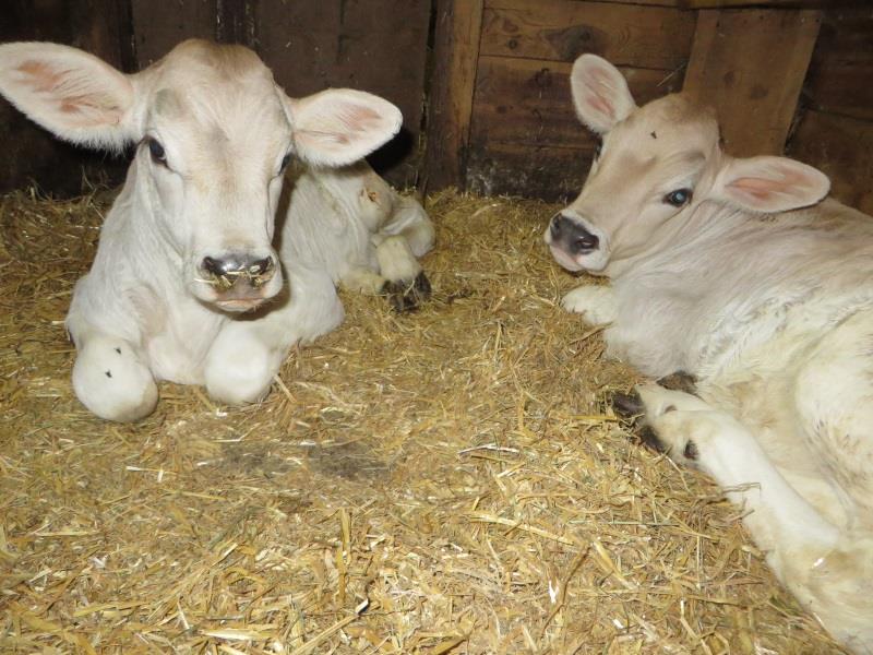 twins in our barn- Schantlhof, Fié allo Sciliar