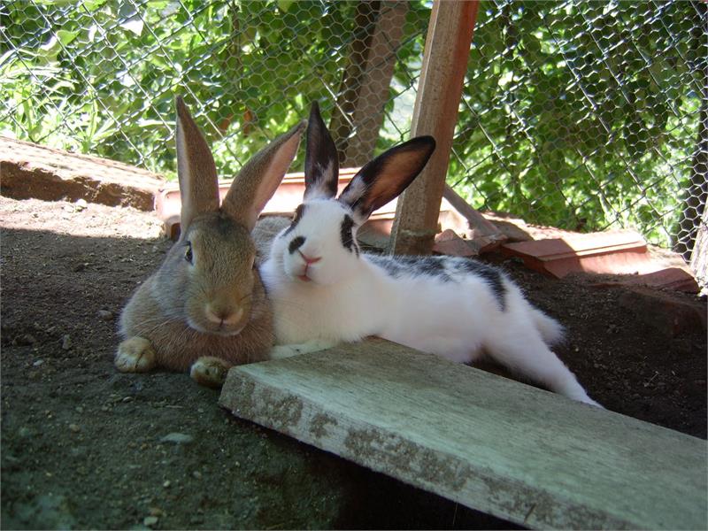 Unsere Kaninchen Klara und Klaus