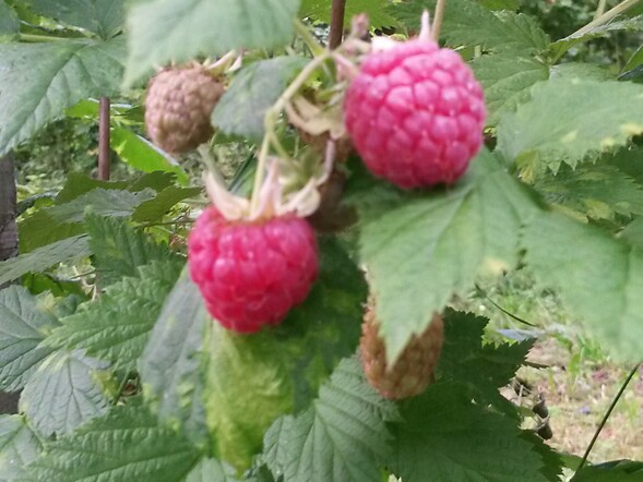 Himbeeren