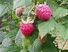 Raspberries