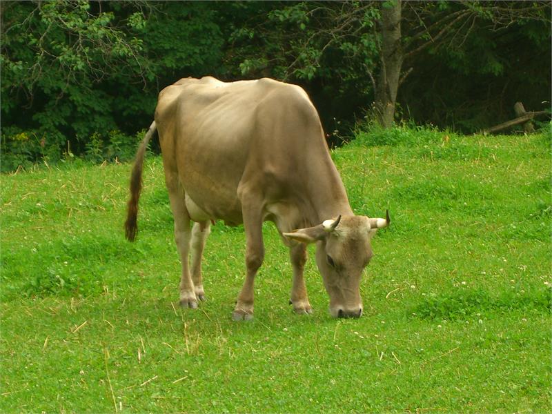 Tumlhof - Urlaub auf dem Bauernhof, Kuh