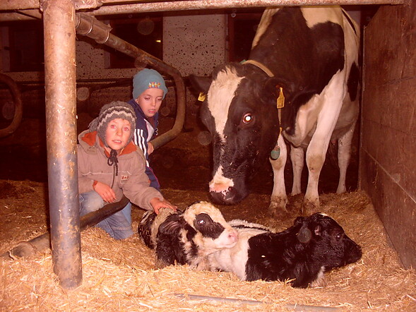 Cow with twins