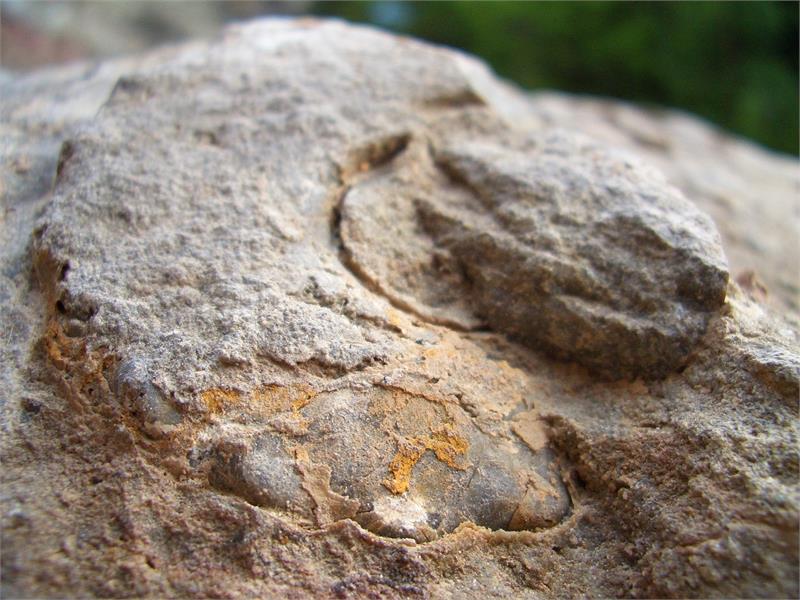 Fossile Funde