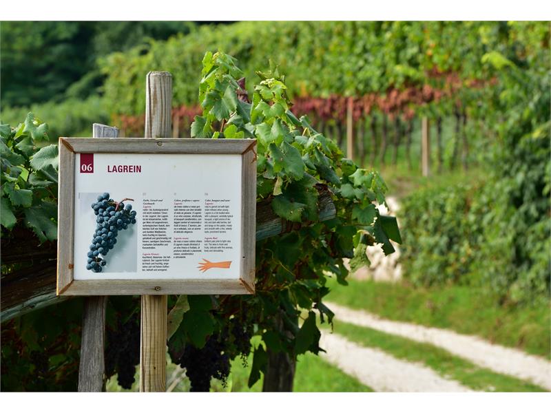 Lagrein on the Interpretive Wine Trail