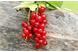 Ribes rosso e tanta altra frutta cresce al maso Paalhof