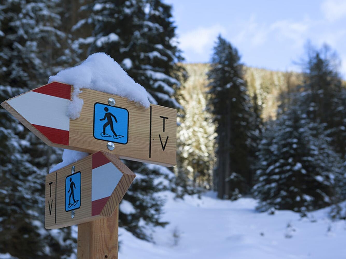 Snowshoe Hike to the spruce forest