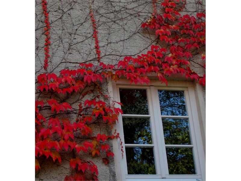 die rauhe Hausmauer trägt elegant ihr Herbstkleid