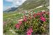 Bärhapp Alpenrosen
