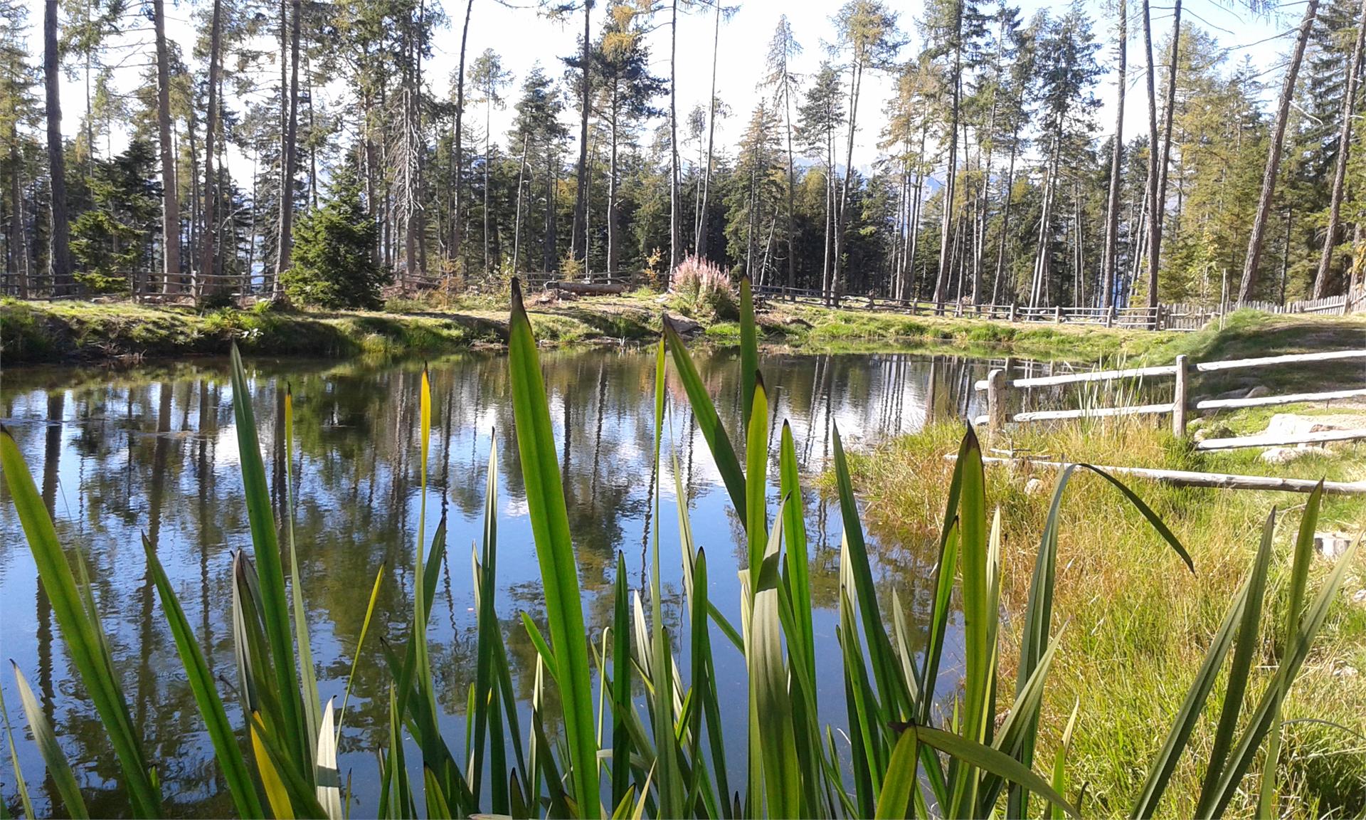Kamper Weiher Pond
