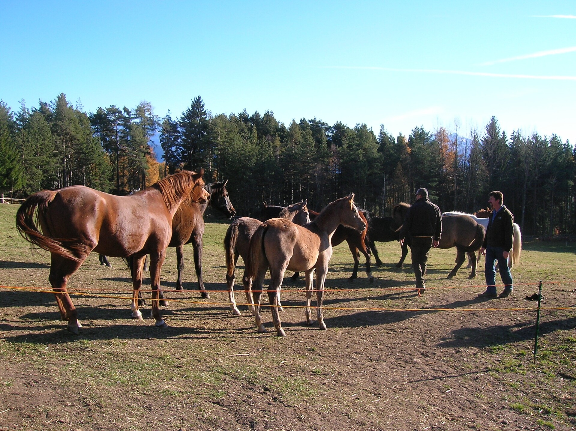 Horse Riding School Kaserhof