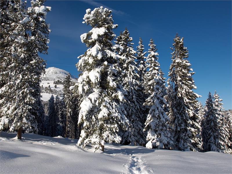 Winterfeeling in Aldein und am Weisshorn