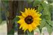 sun flower, Trafunshof- Fié allo Sciliar