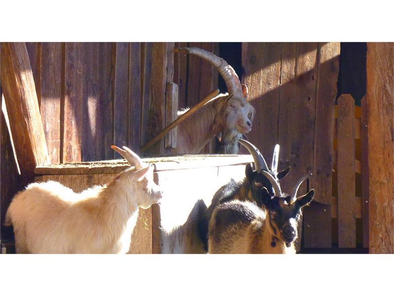 Our goats - Moar am Bichl