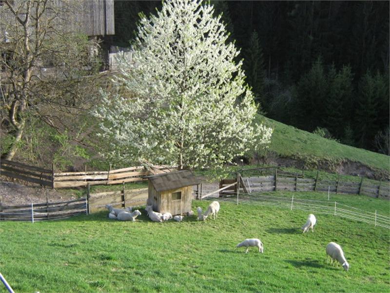 Balkonblick in Frühling