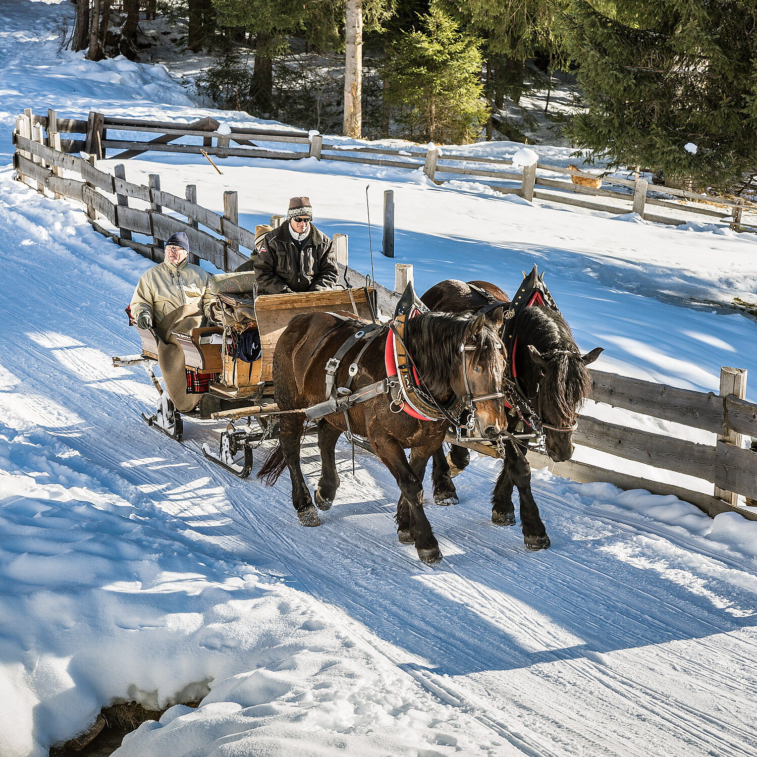 Horse-drawn sleigh ride