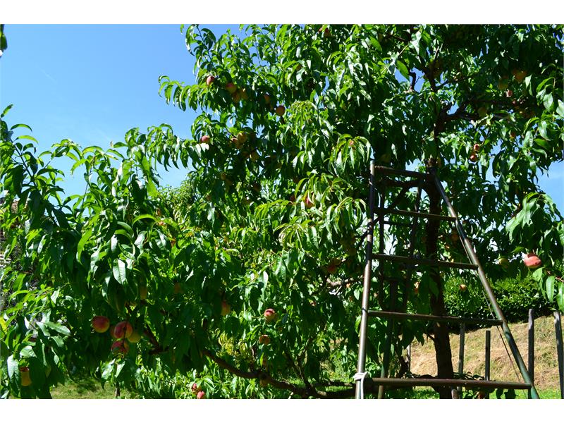 Pfirsichbäume - Garten