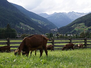 Goasroscht Ziegenkäserei Caseificio Sand in Taufers Campo Tures