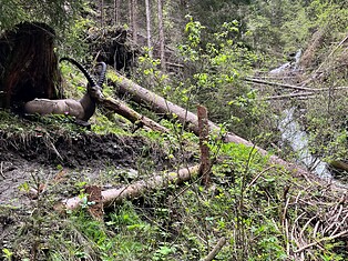 Teldra Bogensport