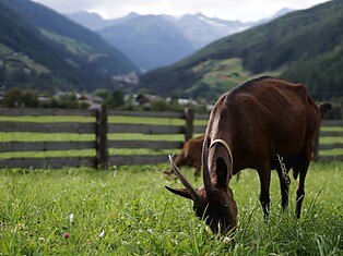 Goasroscht Ziegenkäserei Caseificio Sand in Taufers Campo Tures