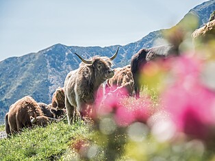 Highland cattle