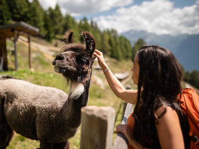 I lama e gli Alpakas, i migliori amici dei bambini