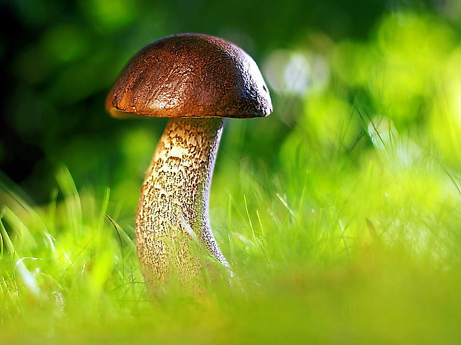 Authorisation for mushroom picking - Community of Campo di Trens 2026