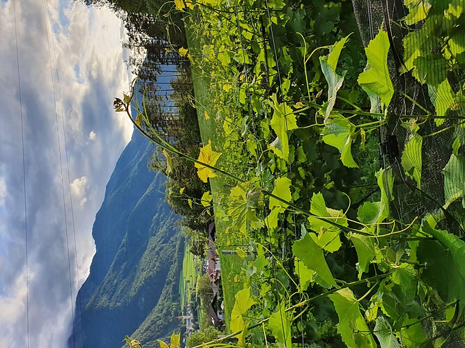 Visita ai vigneti della Alta Val Isarco con degustazione