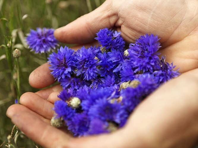 Experience Alpine herbs at the farm Botenhof - Herb Gardens Wipptal