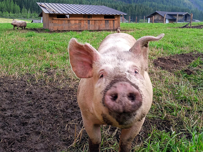 From the farm, by hand, with heart - farm tour with tasting in Pfitsch
