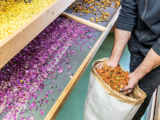 Experience Alpine herbs at the farm Botenhof - Herb Gardens Wipptal