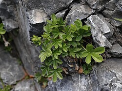 I tesori della montagna – Escursione guidata alle erbe alpine