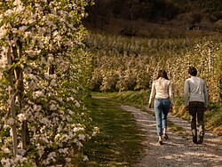 Mit der Bäuerin durch die Obstwiese und Apfelverkostung