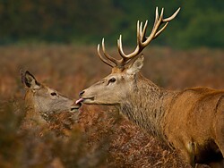 Red deer in the rutting season