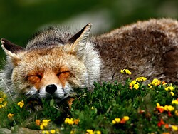 Erlebnis Wildtiere im Nationalpark Stilfserjoch