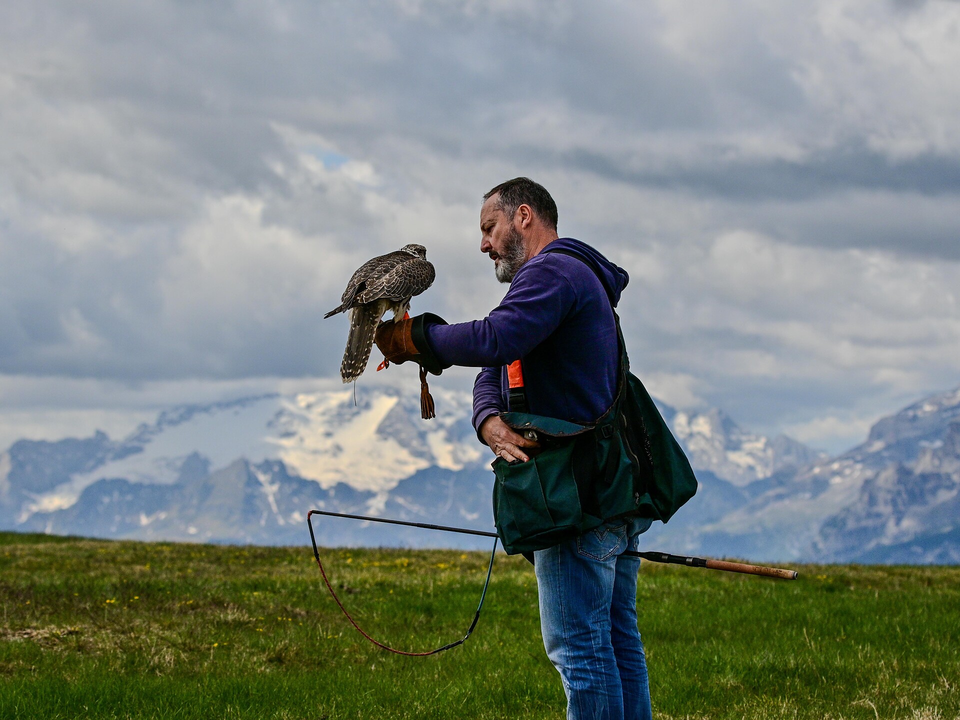 Birds of prey show at Kronplatz