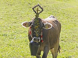 Traditional cattle drive from the Prader Alm down to Prad