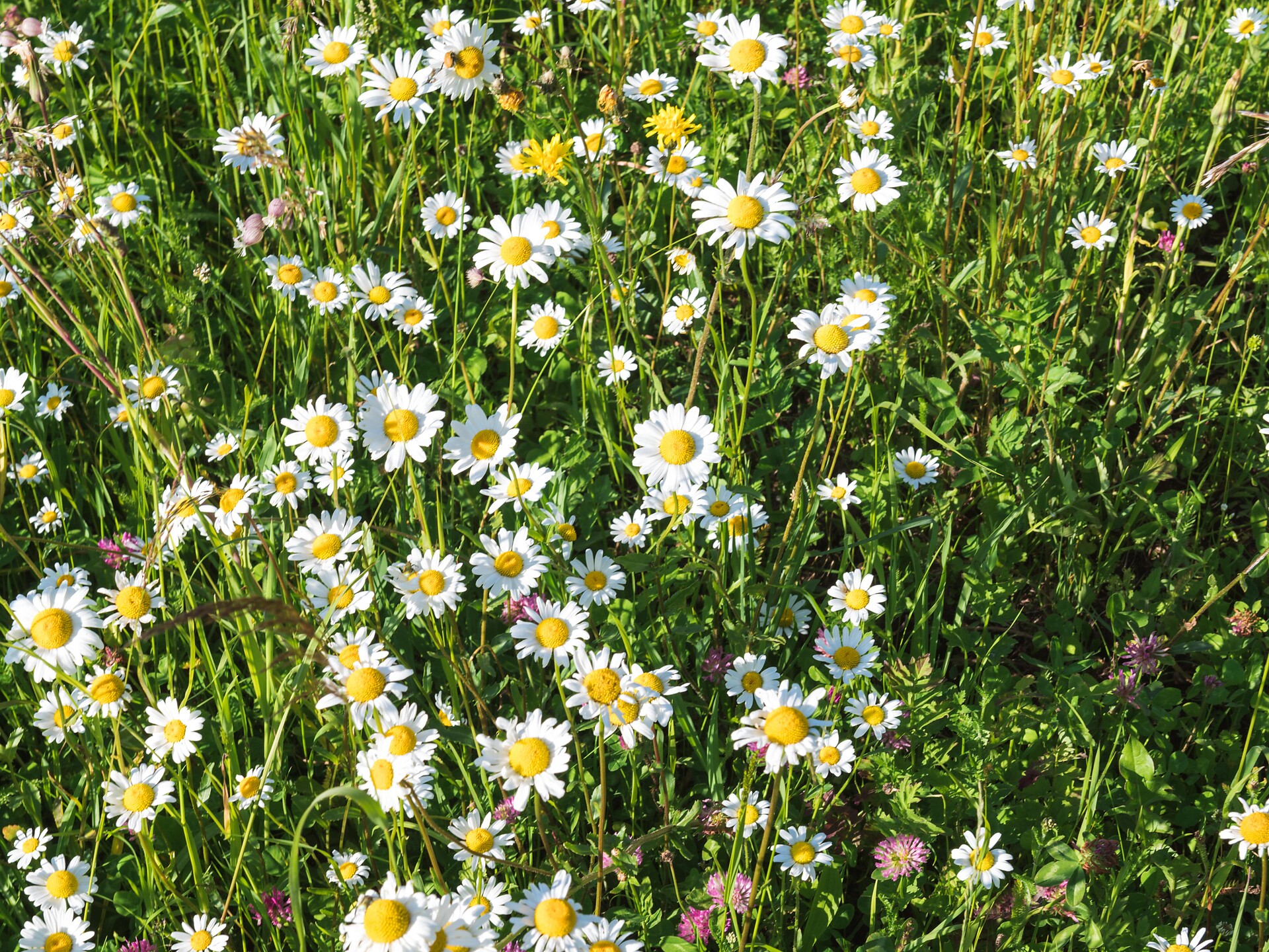 Erbe aromatiche e selvatiche - escursione ad Aldino Aldino 1 suedtirol.info