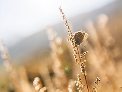Escursione guidata alla scoperta della flora e della fauna