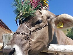 Ceremonial Cattle Drive in Schluderns