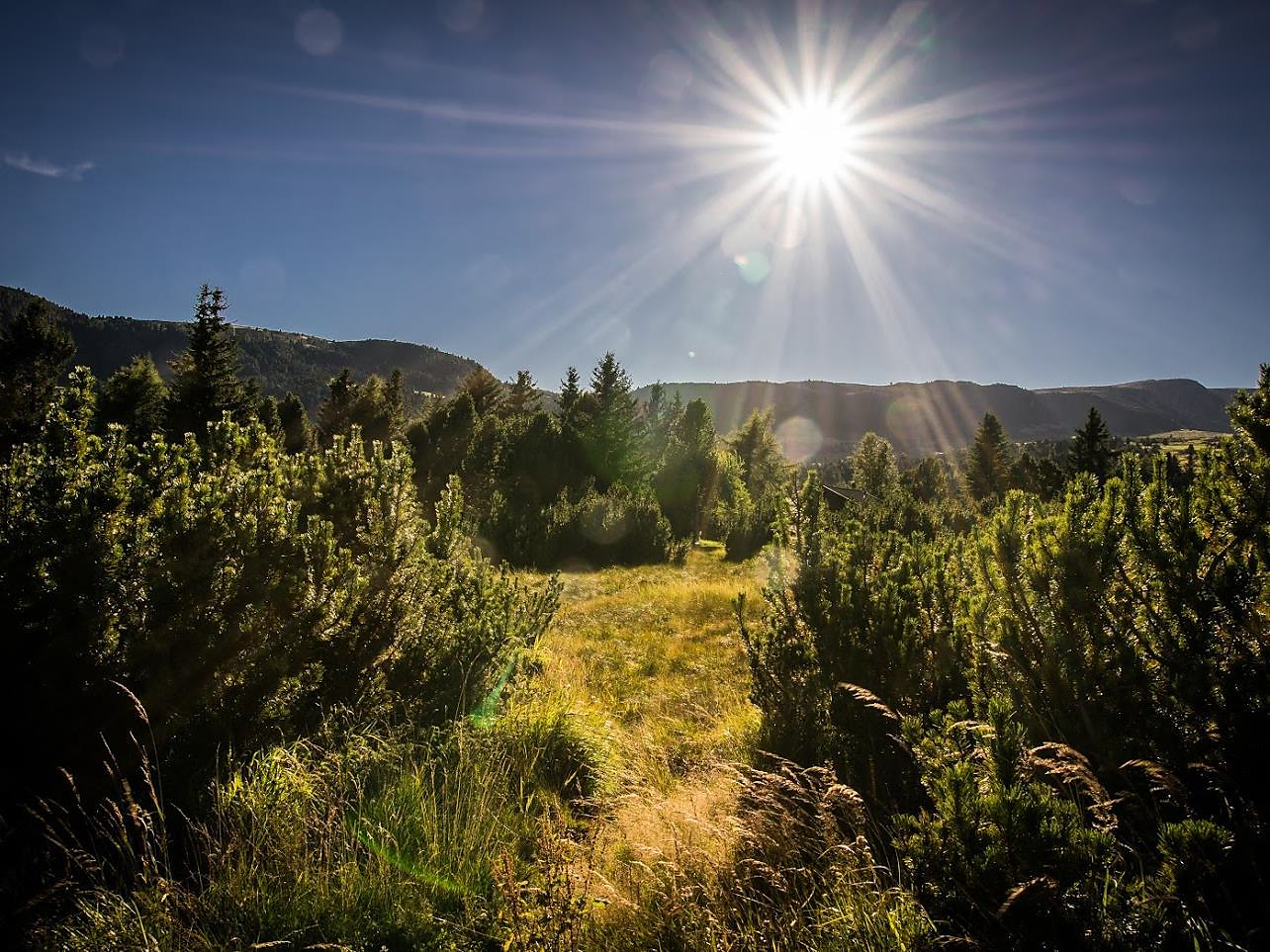 Geführte Latschenkieferwanderung auf der Villanderer Alm - Brixen und Umgebung - #2 - suedtirol.info