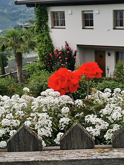 Schwarzplatterhof