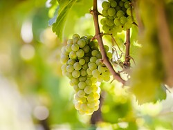 Escursione e degustazione di vini biologici nel vigneto della cantina 