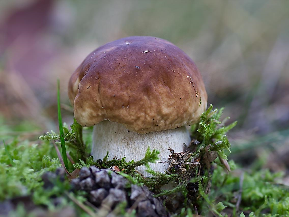 Authorisation for mushroom picking 2025 - Community Prags / Braies