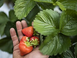 Marteller Erdbeertage