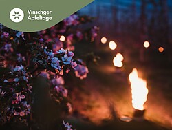 Giornate delle mele: Suoni serali in un mare di luci tra i meleti