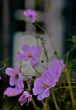 im garten 9